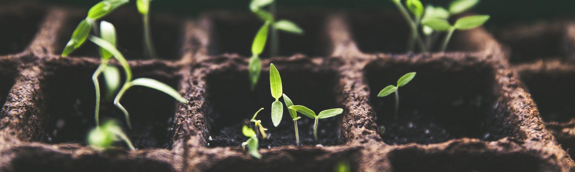 The World of Managed Services: Anteris Solutions Inc.’s Growth Pattern Mirrors National Trends